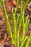 Shining clubmoss